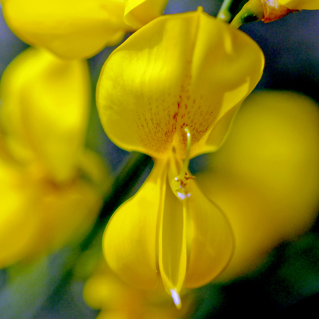 FIORITURE MEDITERRANEE (8).JPG